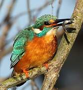 Common Kingfisher