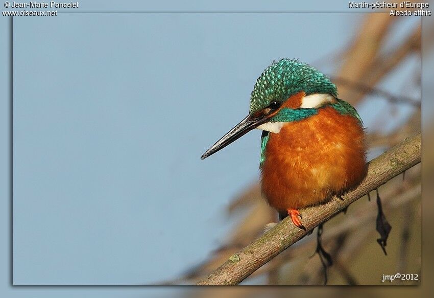 Common Kingfisher