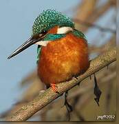 Common Kingfisher