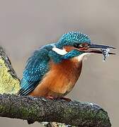 Common Kingfisher