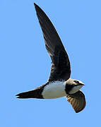 Alpine Swift