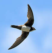 Alpine Swift