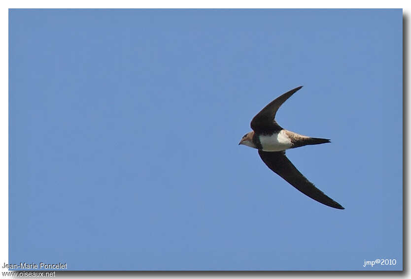 Alpine Swift, Flight