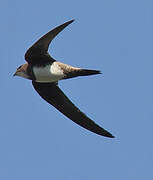 Alpine Swift