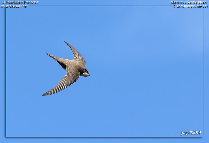 Alpine Swift