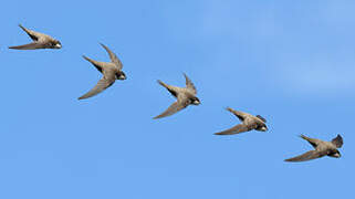 Alpine Swift