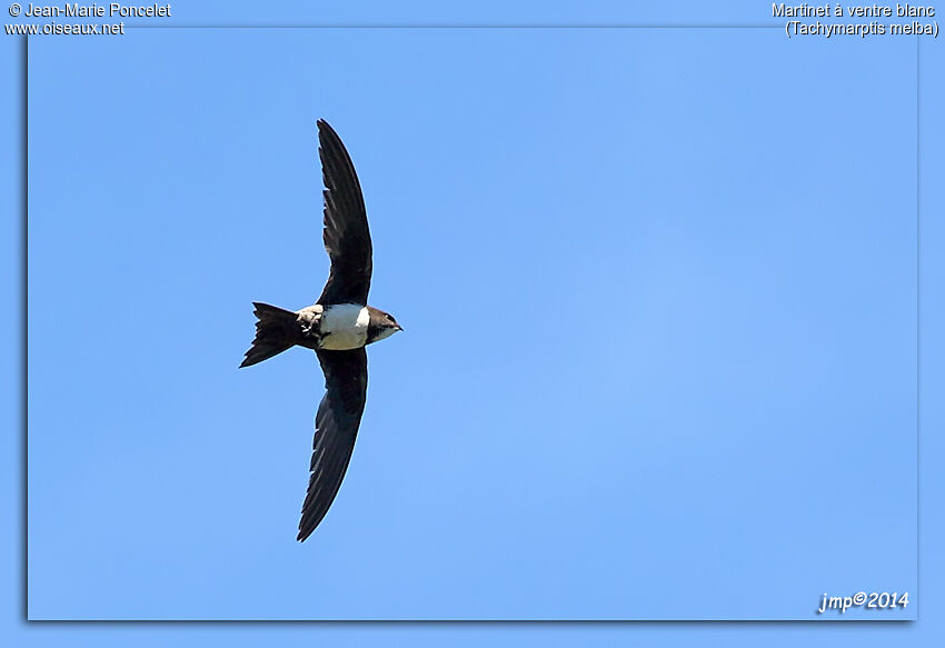 Alpine Swift