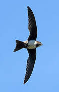 Alpine Swift