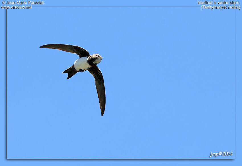 Alpine Swift