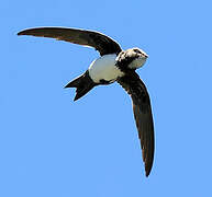 Alpine Swift