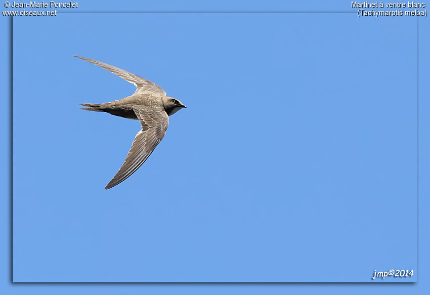 Alpine Swift