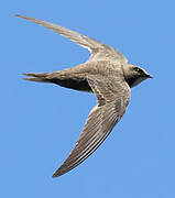 Alpine Swift