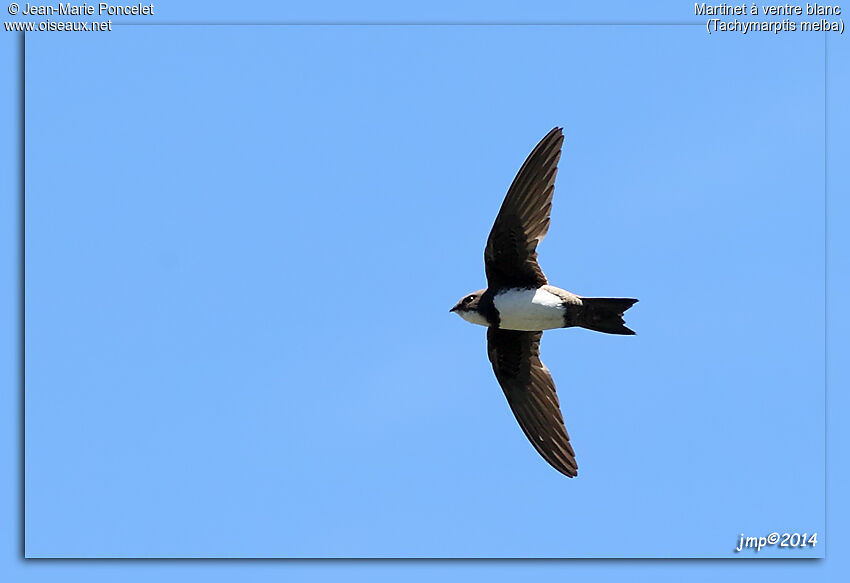 Alpine Swift