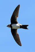 Alpine Swift