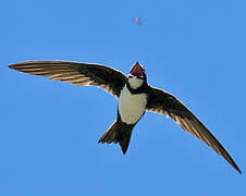 Alpine Swift