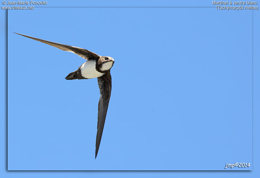 Alpine Swift