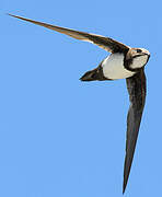 Alpine Swift