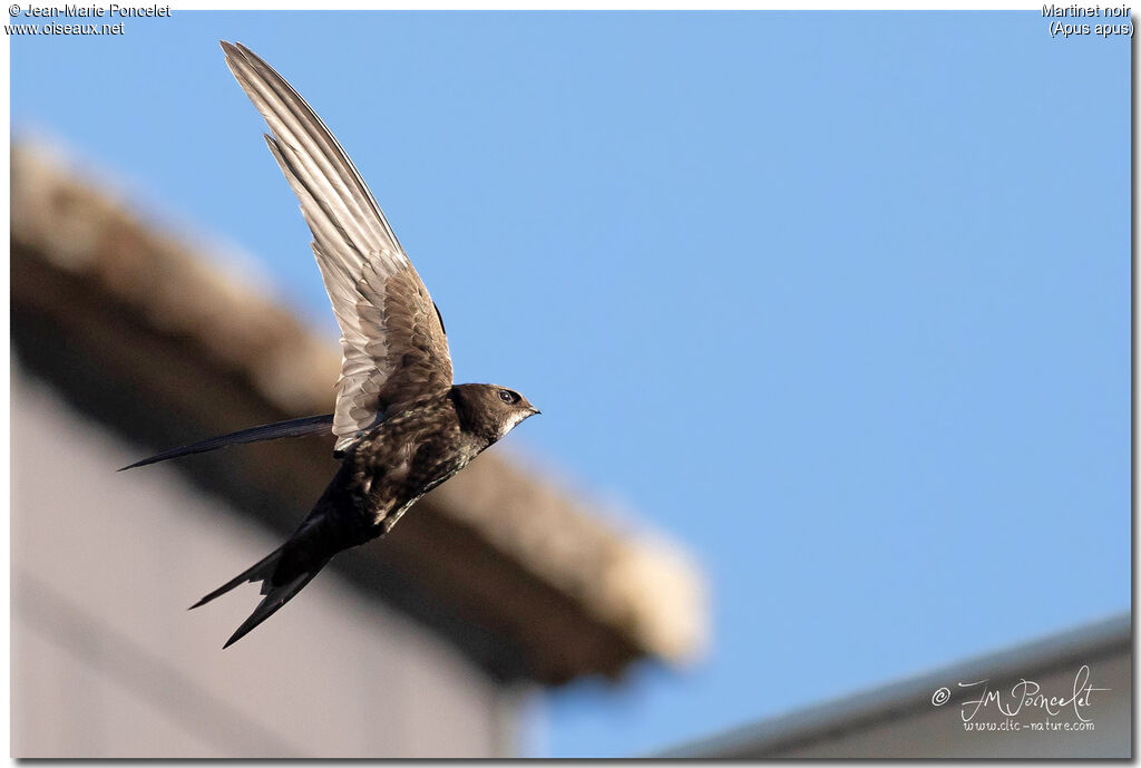 Common Swift