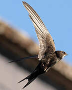 Common Swift