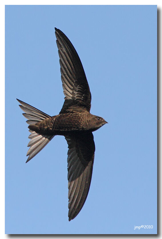 Common Swift