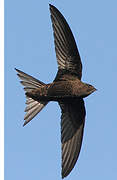 Common Swift