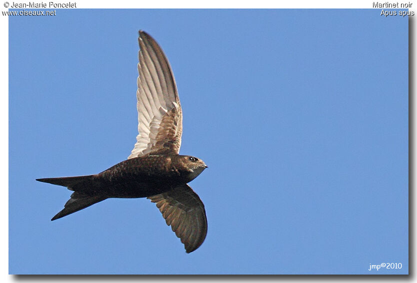 Common Swift