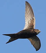 Common Swift