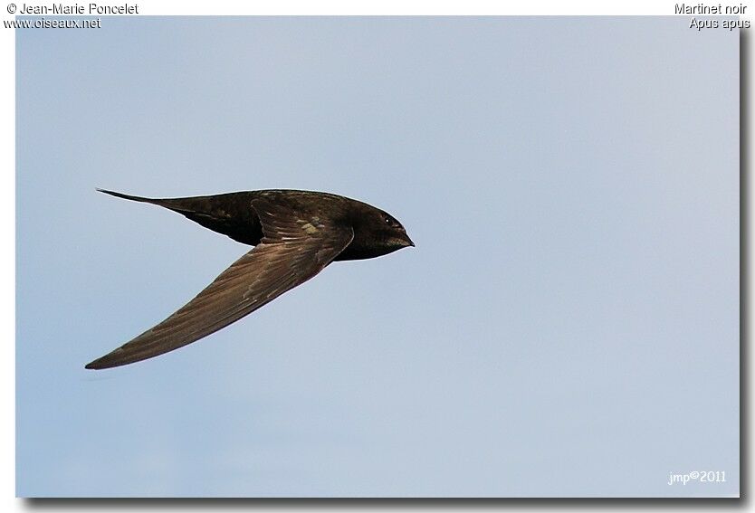 Common Swift