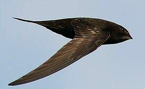 Common Swift