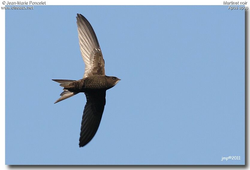 Common Swift