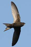 Common Swift