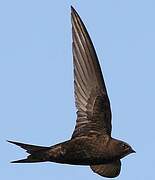 Common Swift