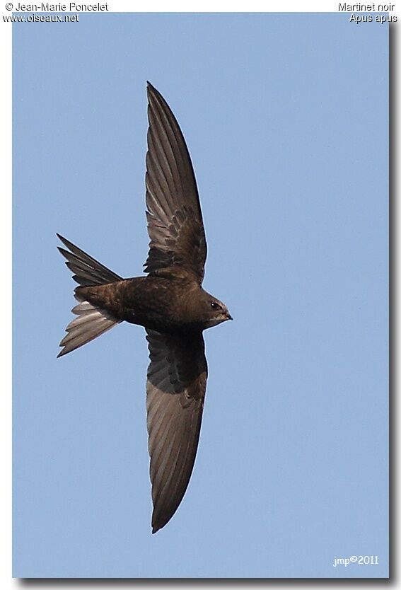 Common Swift