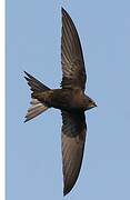 Common Swift