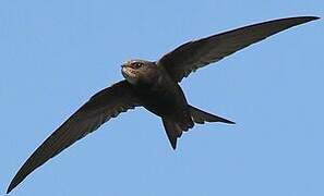 Common Swift