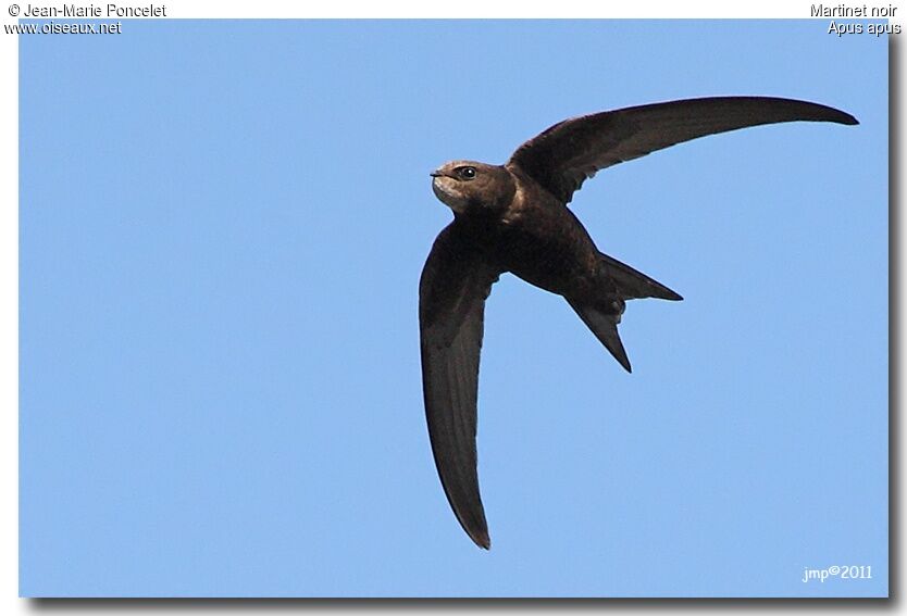 Common Swift