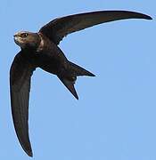 Common Swift