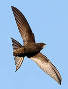 Common Swift