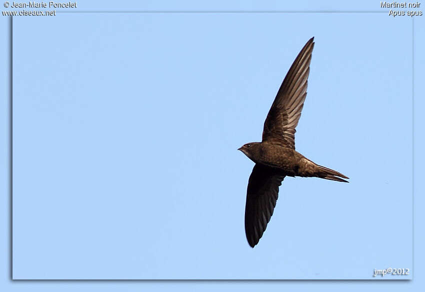 Common Swift