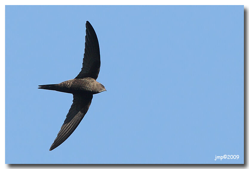 Common Swift