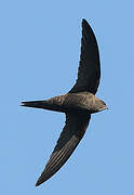 Common Swift