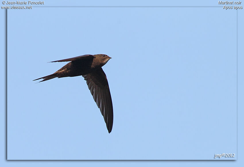 Common Swift