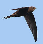 Common Swift