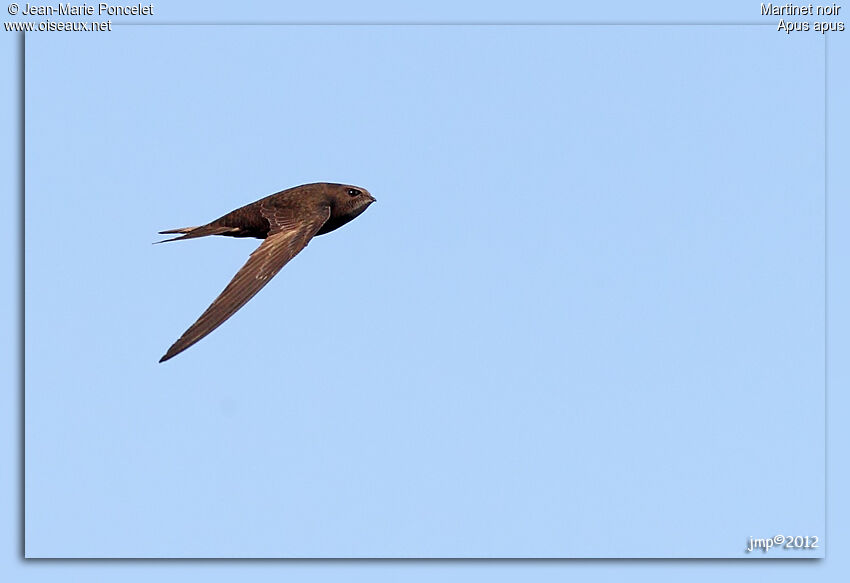 Common Swift