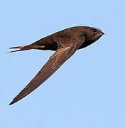 Common Swift