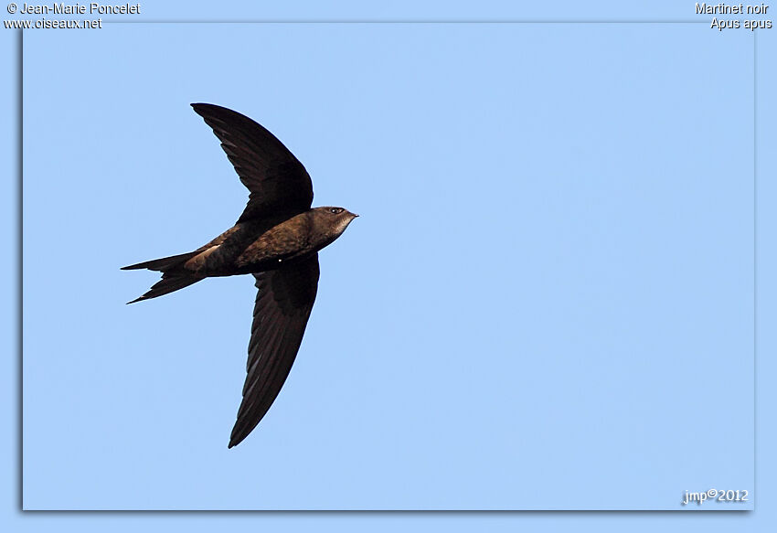 Common Swift