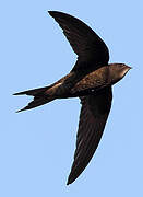 Common Swift