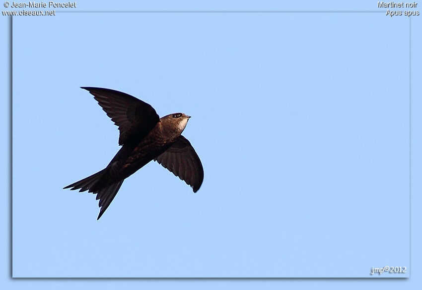 Common Swift