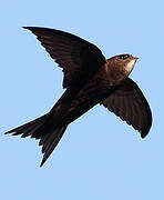 Common Swift