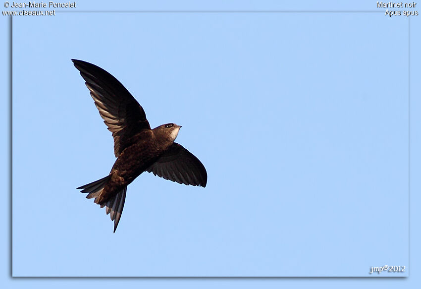 Common Swift